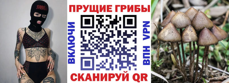 Галлюциногенные грибы прущие грибы Купить закладки Межгорье